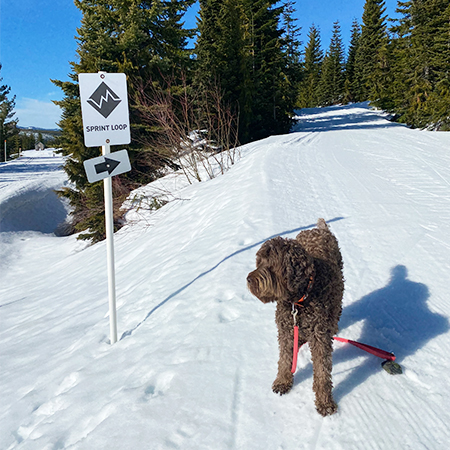 W154 Black Nordic with Custom Trail Name 18" x 24", white reflective aluminum nordic sign with rounded corners - ski area sign - Inter-Mtn.. Click to expand image