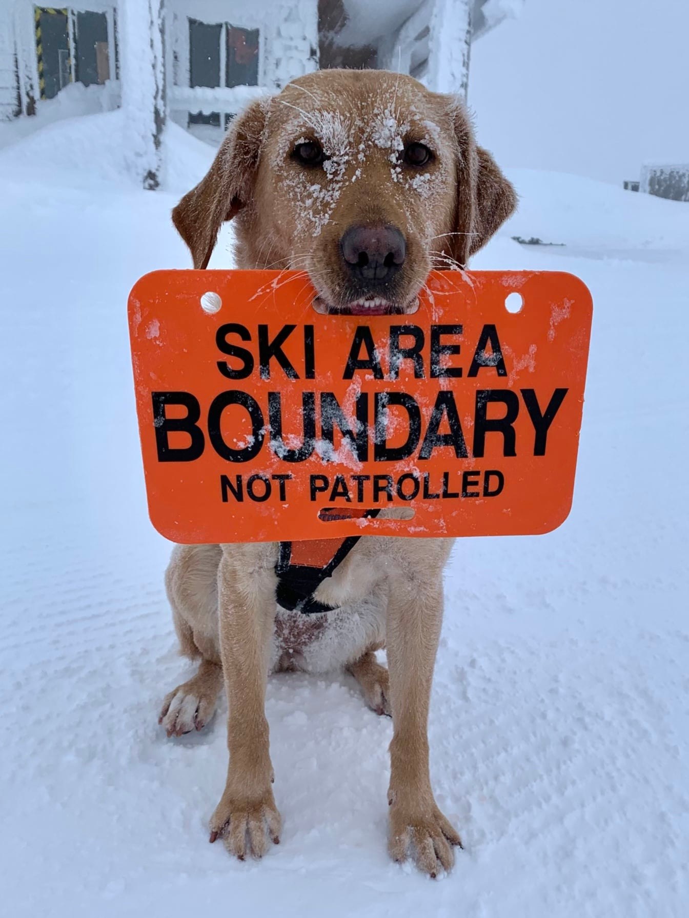Ski Patrol Dog at Whistler holding Orange Ski Area Boundary Not Patrolled Marking Sign for Ski Resorts. Polyethylene Disc that's lightweight, cost-effective, and UV-Protected. Click to expand image